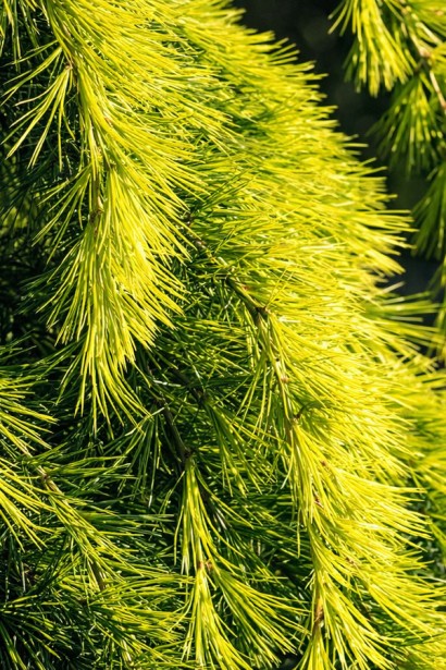 Кедр гімалайський Лайм Глоу|Cedrus deodara Lime Glow|Кедр гималайский Лайм Глоу